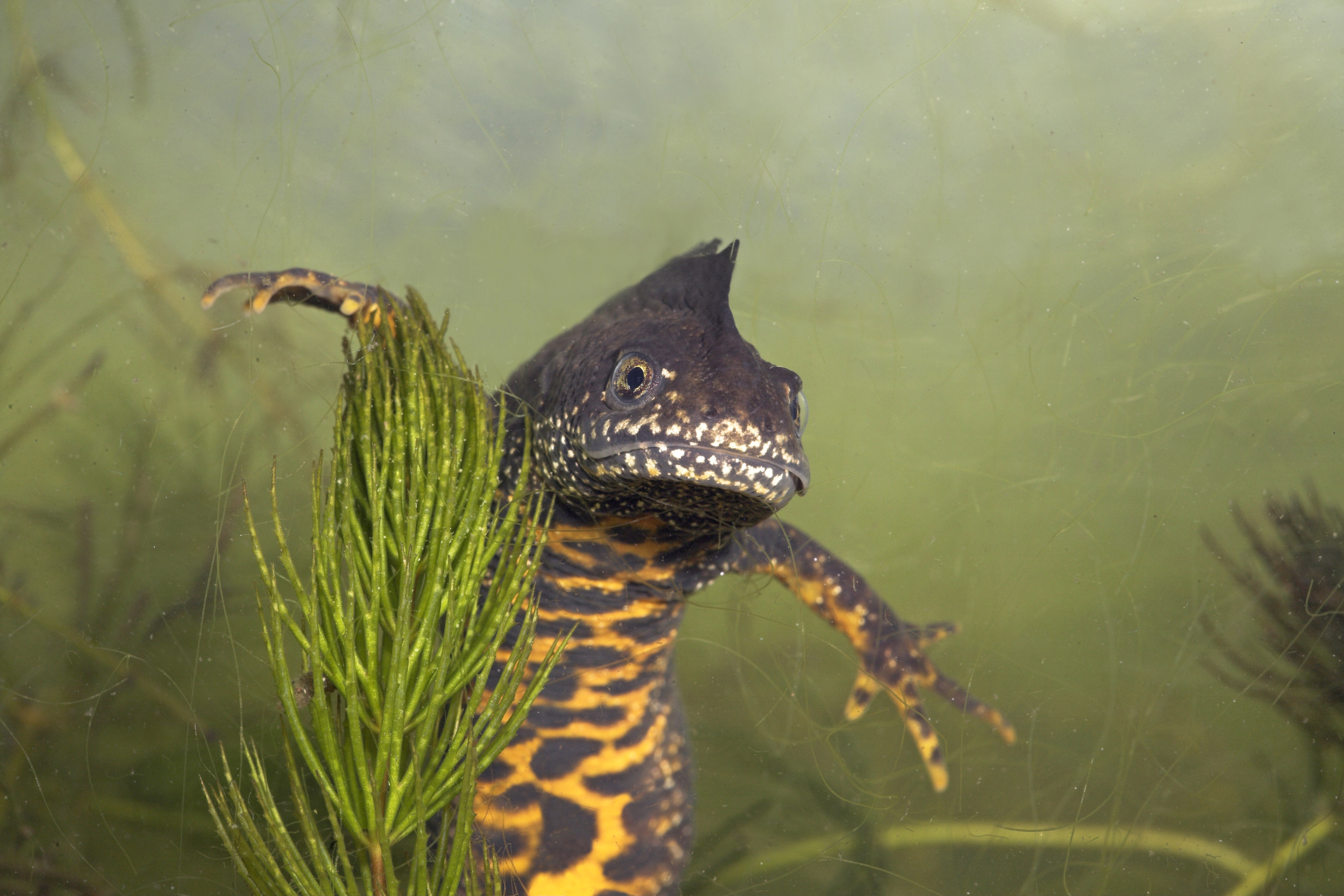 salamander