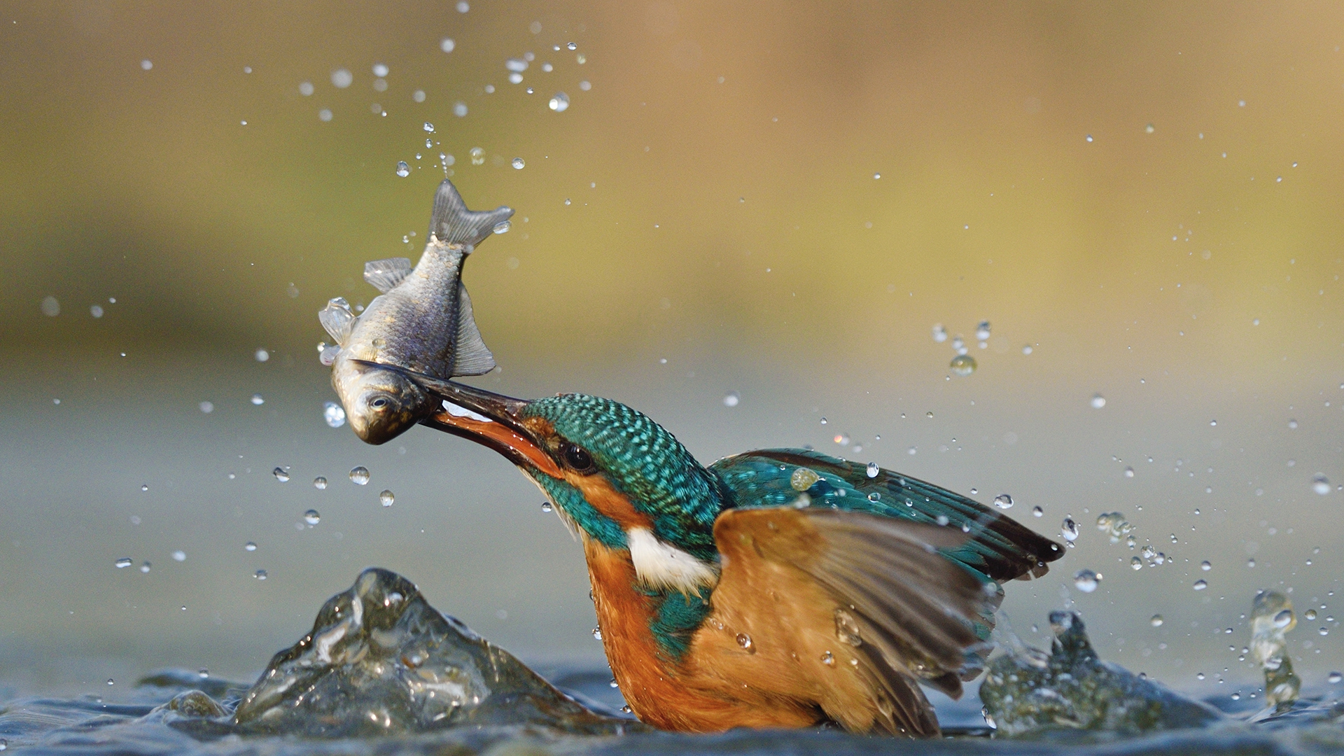 ijsvogel proper water