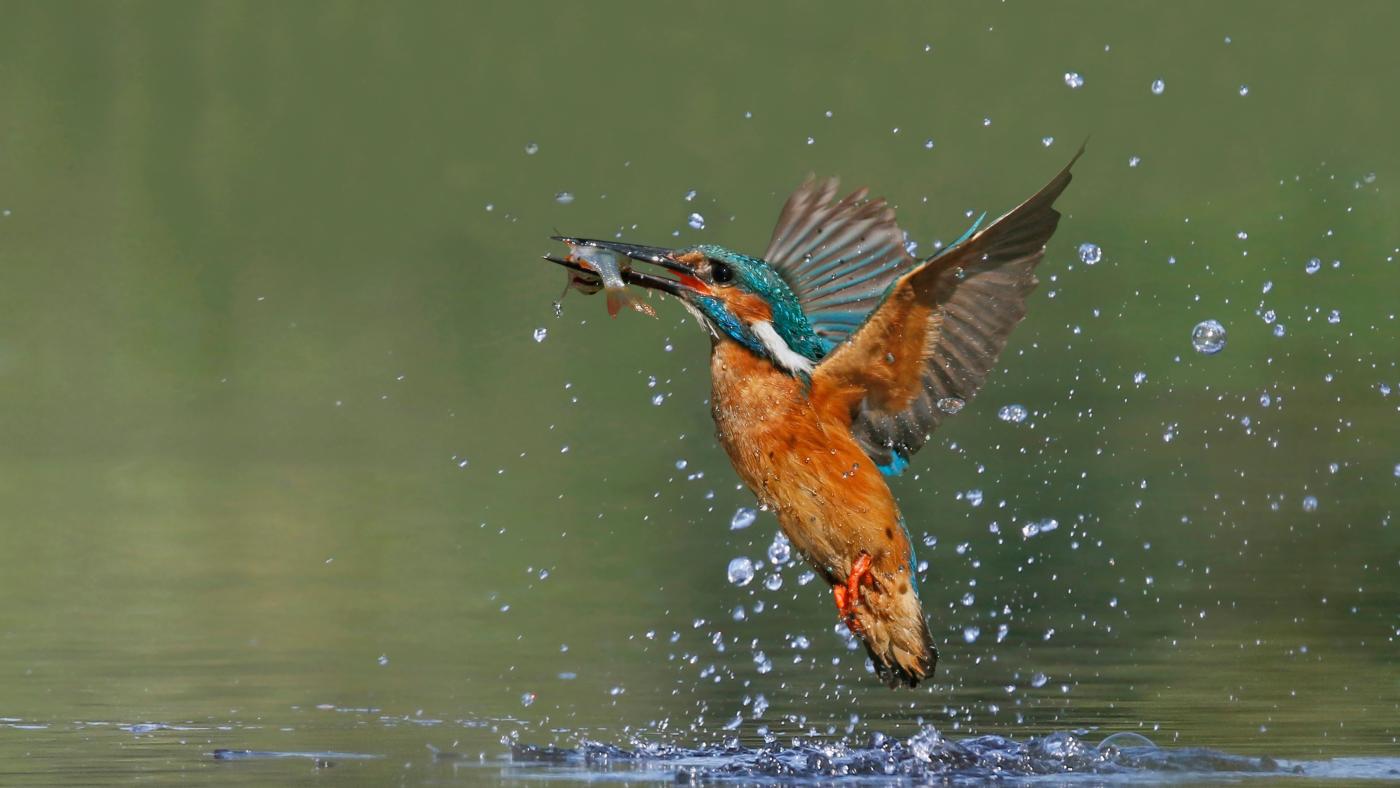 ijsvogel propere waterlopen